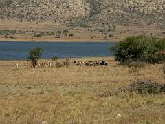 090517_Pilanesberg 081